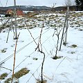 winnica dolina sanu, www.winnica-dolinasanu.pl przycinanie , zbiór winogron #WinnicaDolinaSanu #ZbiórWinogron