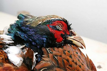 ptak, Bażant, samiec #ptak #Bażant #samiec