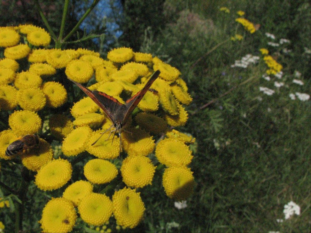 Czerwończyk żaczek #motyl