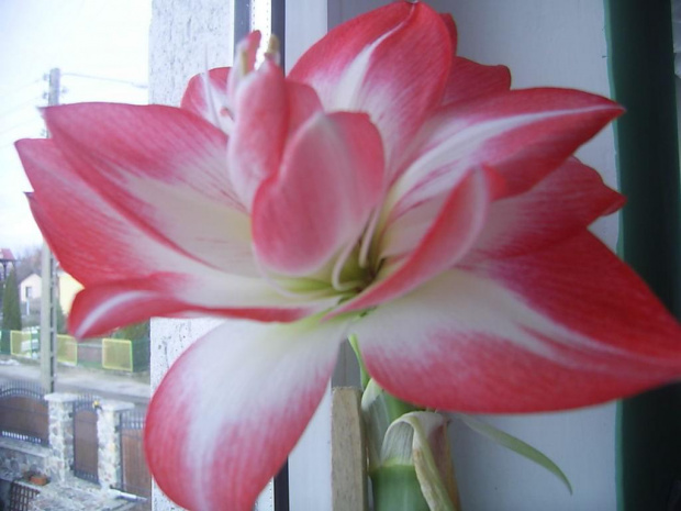 hippeastrum 6.03.10