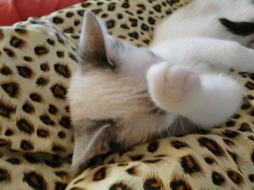 Koty do adopcji #adopcja #adopcje #Gliwice #kocięta #kot #kotki #koty #pomoc #przygarnę #schronisko #zaadoptuję #zwierzęta