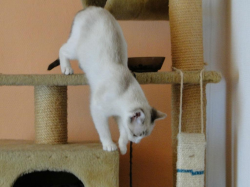 Koty do adopcji #adopcja #adopcje #Gliwice #kocięta #kot #kotki #koty #pomoc #przygarnę #schronisko #zaadoptuję #zwierzęta
