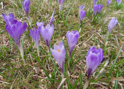 Wiosno..przybywaj !!!! :) #krokusy #kwiaty #natura