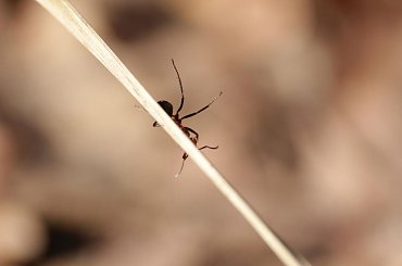 akrobatka.. #makro #mrówka #rudnica