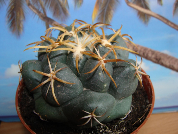 Coryphantha sulcolanata or. elephantidens