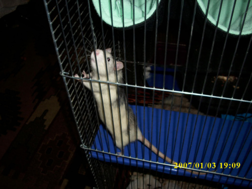 szczuraki #szczur