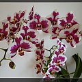 Phalaenopsis