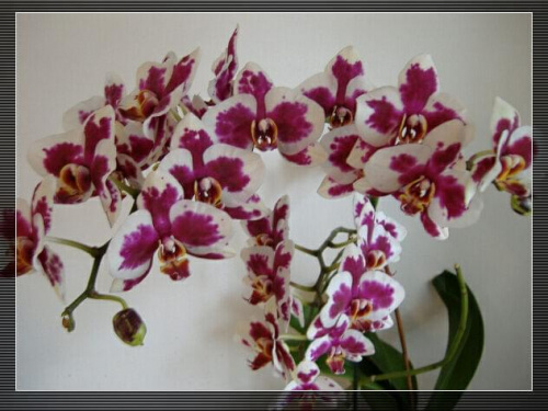 Phalaenopsis