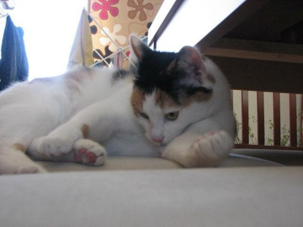 Franczeska w Tuchomku