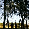 widok przez drzewa
