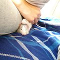 Lili jako poduszka, kolejna drzemka na wybiegu #Szczury
