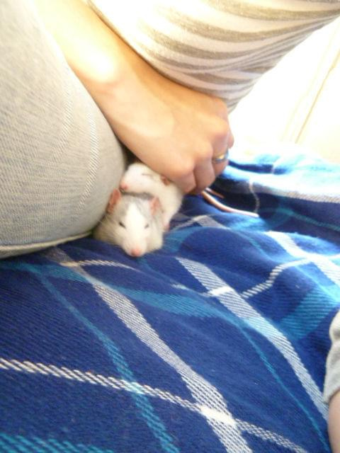 Lili jako poduszka, kolejna drzemka na wybiegu #Szczury