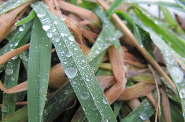 zdjęcia różne. #makro #zwierzęta #portrety