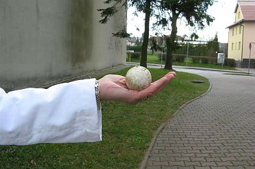 dłoń nellie z jajeczkiem #gniazda #jajka #ptaki