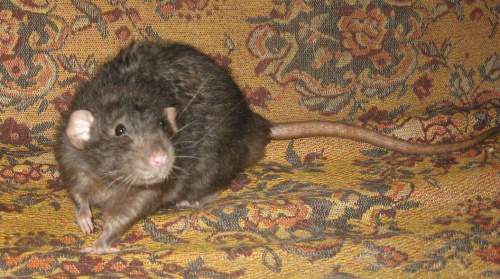 Albert