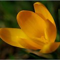 Krokus żółty... #Krokusy #makro #wiosna #kwiaty