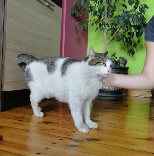 Koty do adopcji #koty #kot #adopcje #adoptuję #przygarnę #Gliwice #schronisko #zaadoptuję #szukam