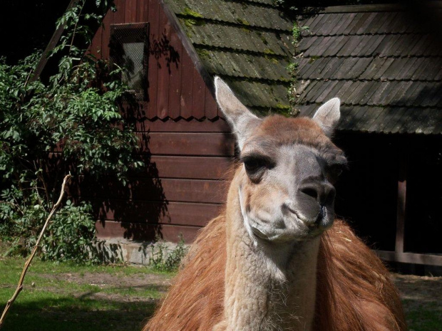 zoo, wrocław, wakacje 2009