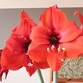 #hippeastrum #amarylis