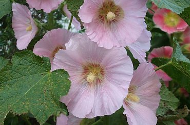 malwy #kwiaty #malwy