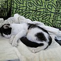 Koty do adopcji #adopcja #adopcje #Gliwice #kocięta #kot #kotki #koty #pomoc #przygarnę #schronisko #zaadoptuję #zwierzęta