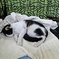 Koty do adopcji #adopcja #adopcje #Gliwice #kocięta #kot #kotki #koty #pomoc #przygarnę #schronisko #zaadoptuję #zwierzęta