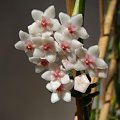 Hoya anulata