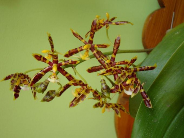 Phalaenopsis mannii 'mahoganii'