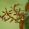 Phalaenopsis mannii 'mahoganii'