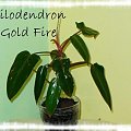 Philodendron