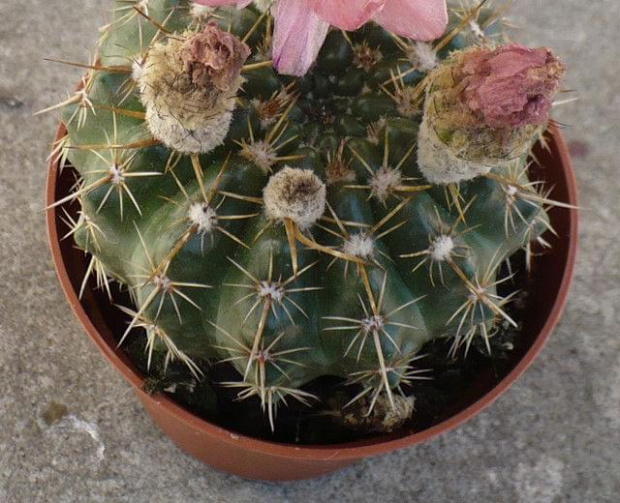 notocactus