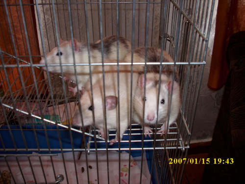 szczurki #szczur