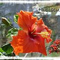 Hibiscus