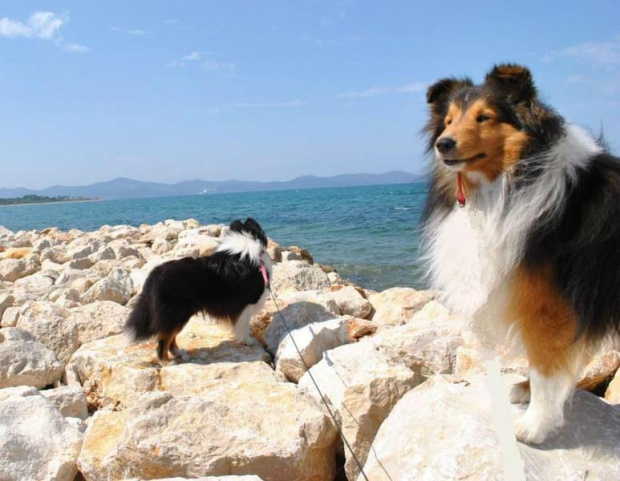 Sheltie