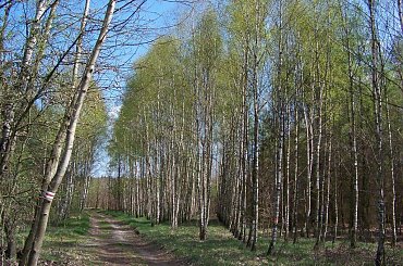 Puszcza K #PuszczaKampinoska #las #przyroda #Mazowsze