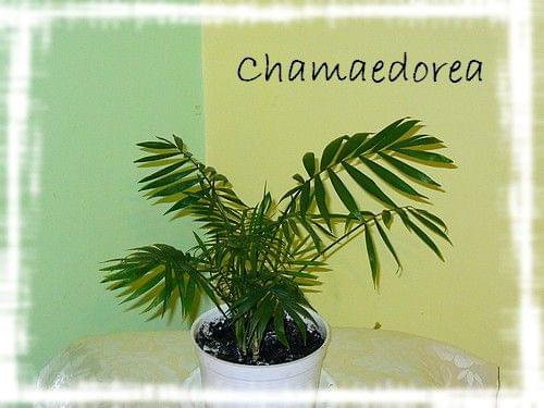Chamaedorea