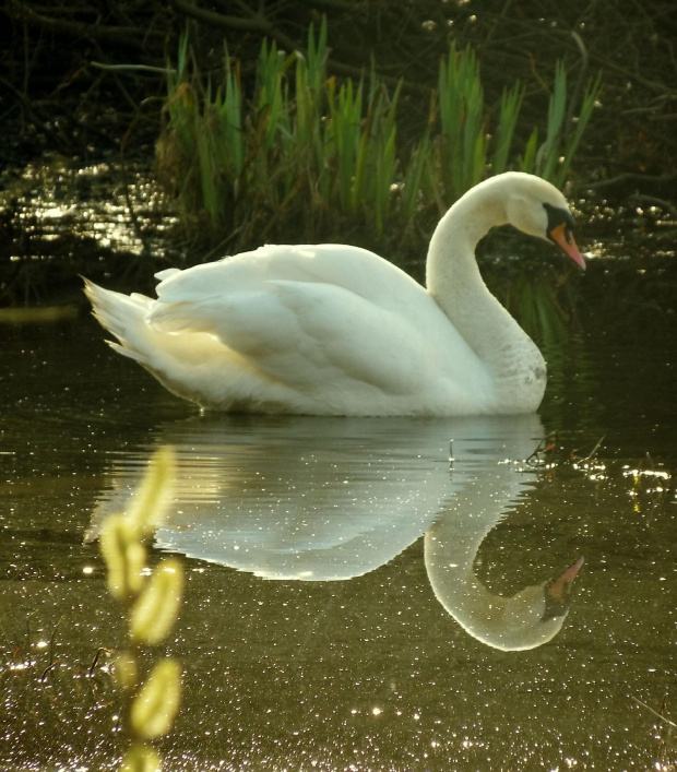 Łabędź Niemy