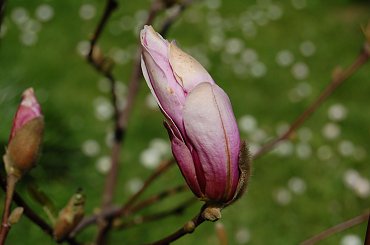 To ja......magnolia, ciekawe co ze mnie wyrośnie, jak się rozwinę???? #magnolia #ogród #ogródek #zielenina #wiosna