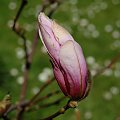To ja......magnolia, ciekawe co ze mnie wyrośnie, jak się rozwinę???? #magnolia #ogród #ogródek #zielenina #wiosna