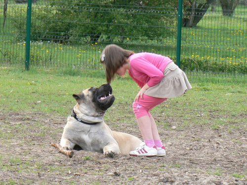 boerboel Gdańsk Shek Xantiland z Oliwką :) #boerboel