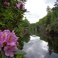 Most na jeziorze Rakotz to największa atrakcja parku w Kromlau ;) #kromlau #kwiaty #niemcy #ParkRododendronów