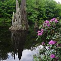 Bazaltowe słupy są ozdobą jeziora Rakotz ;) #kromlau #kwiaty #niemcy #ParkRododendronów