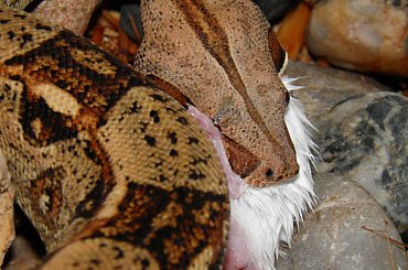 #ZWIERZETAGADYWĘŻE