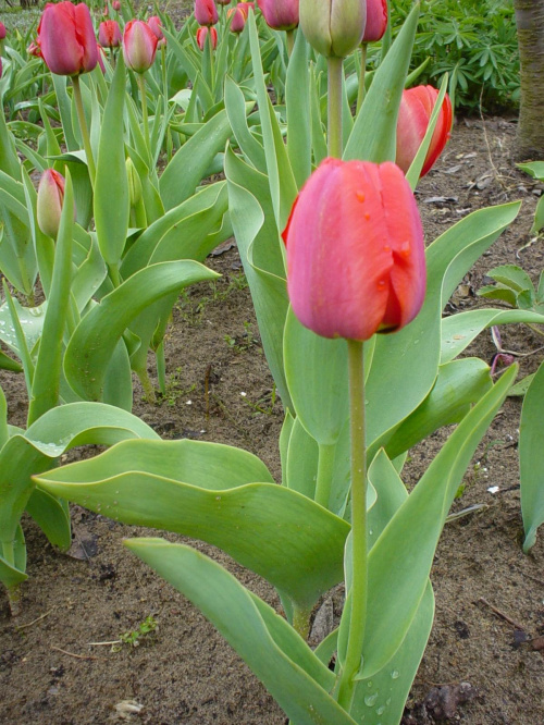 Pan tulipan i reszta towarzystwa