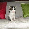 Koty do adopcji #koty #kot #adopcje #adoptuję #przygarnę #Gliwice #schronisko #zaadoptuję #szukam