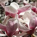 Wiosna w Lublinie #magnolia