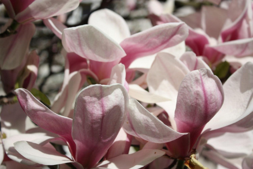 Wiosna w Lublinie #magnolia