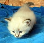 darmowy hosting obrazków