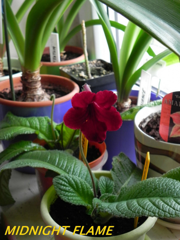 #Streptocarpus #Skrętnik