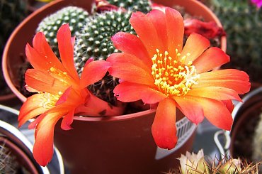 Rebutia #Rebutia #kwiaty